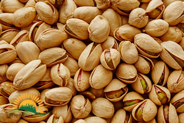 pistachio roasting